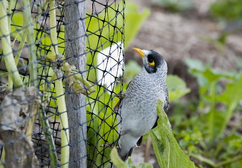 Bird Control Netting